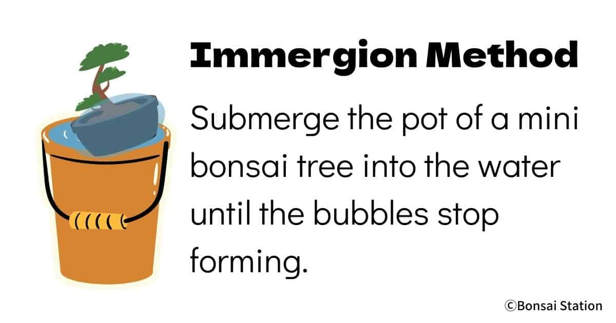 The Ultimate Guide to Watering Your Mini Bonsai