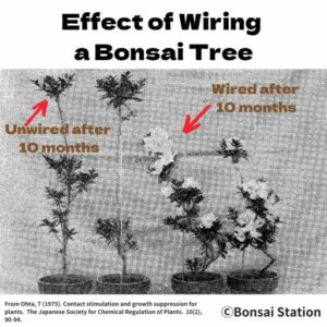 Effect of wiring a bonsai tree