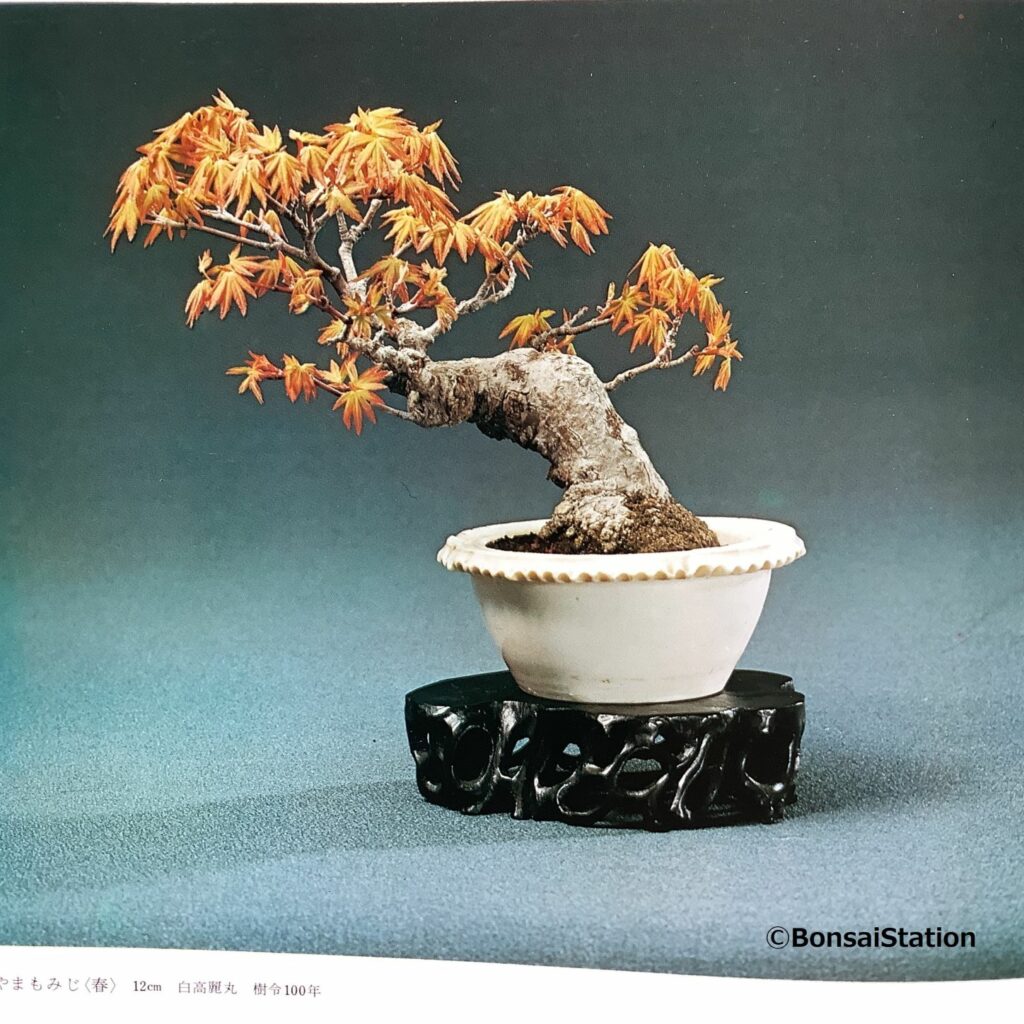 Ultimate Guide To Choosing Mini Bonsai Pot