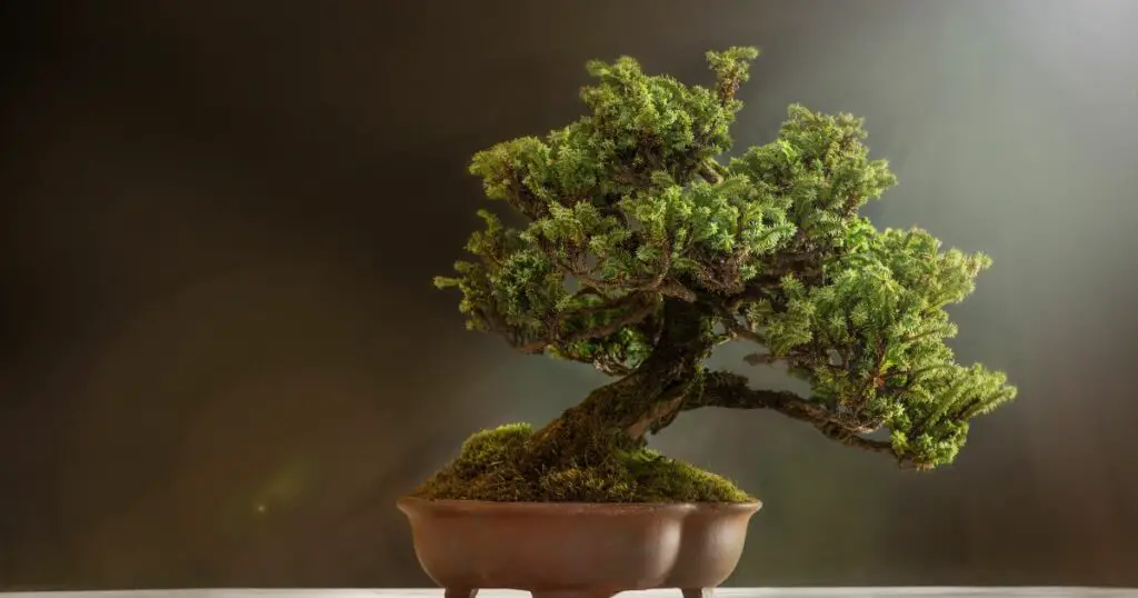 How Long Do Mini Bonsai Trees Live?