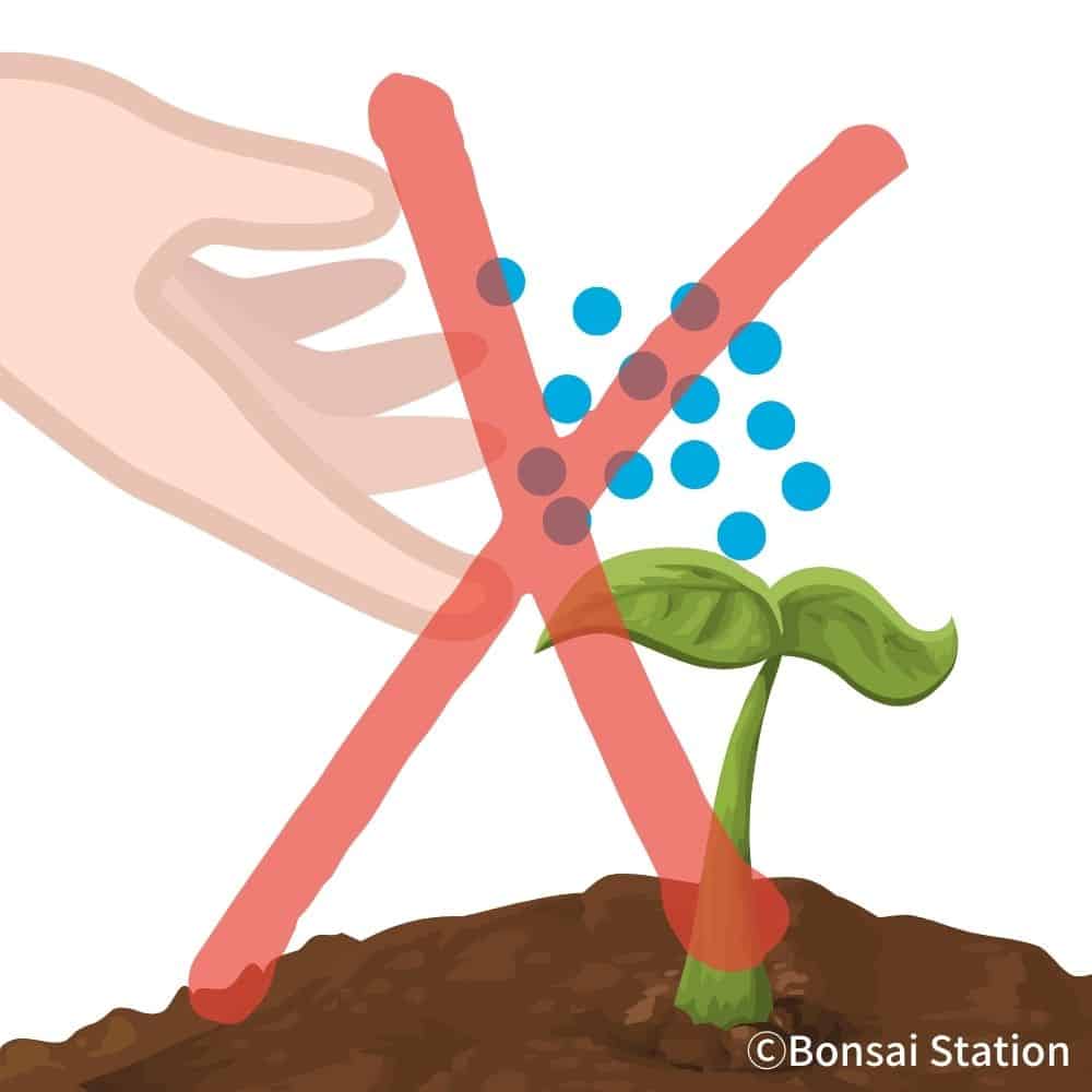 Beginner’s Guide to Repotting Bonsai A StepbyStep Guide