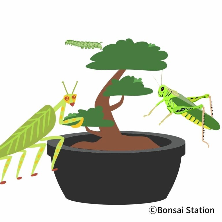 PestFree Bonsai A Complete Guide to Solve Bonsai Troubles