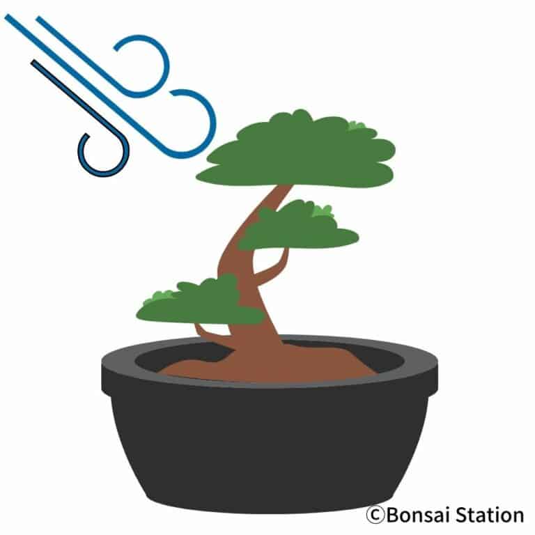Bonsai Root Rot Causes and Treatment