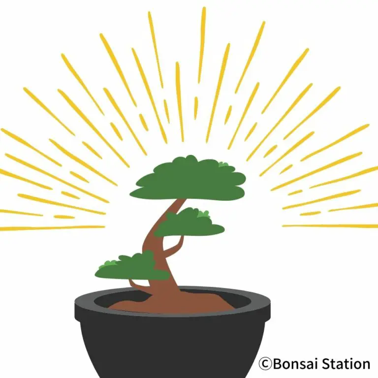 Bonsai Root Rot Causes and Treatment