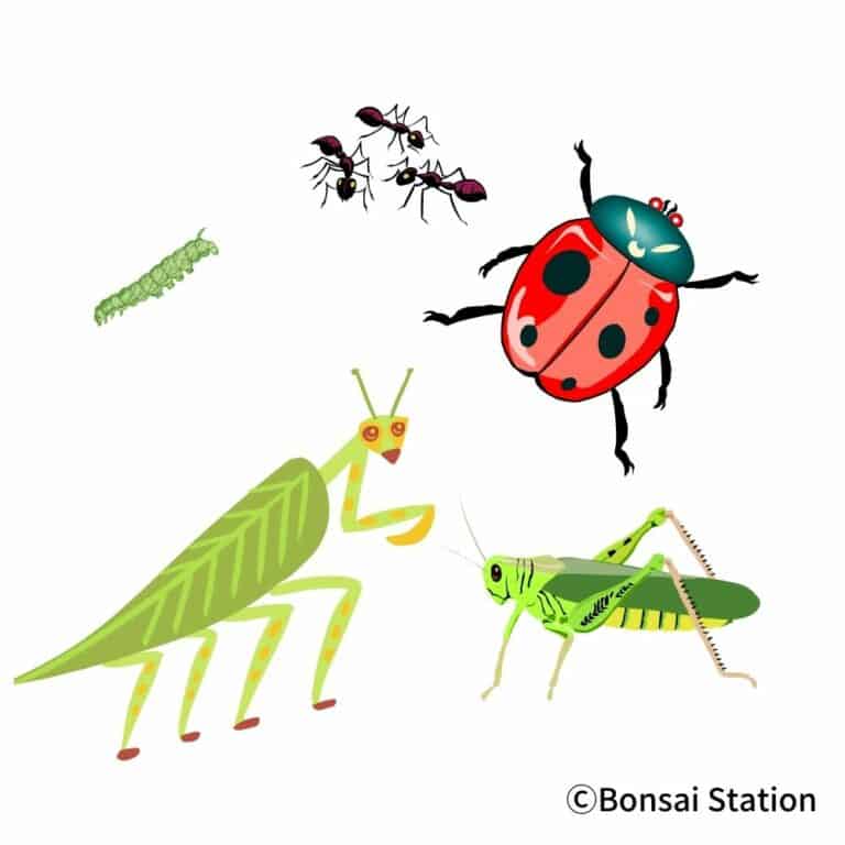 PestFree Bonsai A Complete Guide to Solve Bonsai Troubles