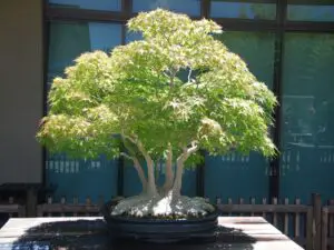 150-year-old Japanese maple bonsai