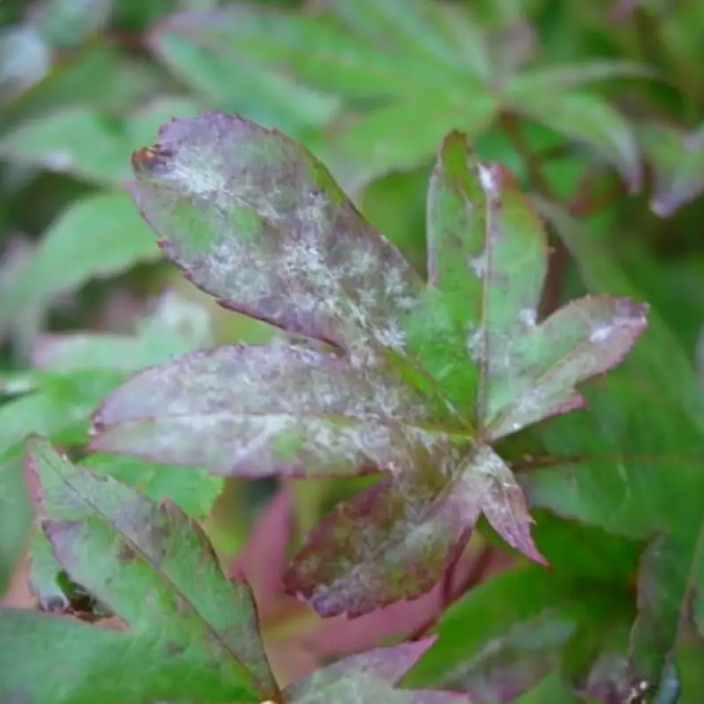 Why Is My Japanese Maple Bonsai Dying? (things you should know)