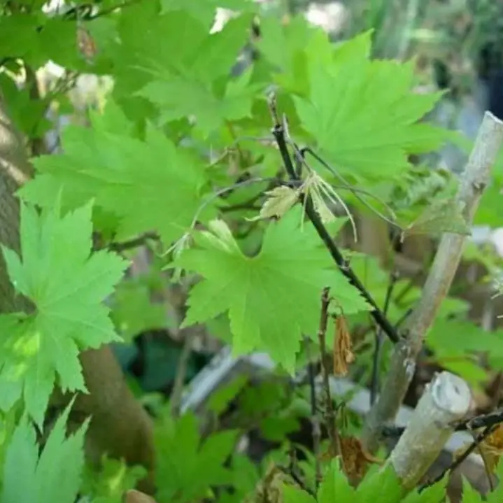 Why Is My Japanese Maple Bonsai Dying? (things you should know)