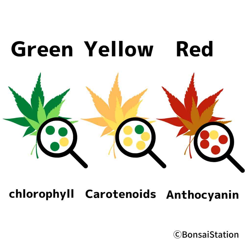 Why Japanese Maple Leaves Turning Green?