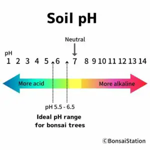 Ideal soil pH for bonsai trees