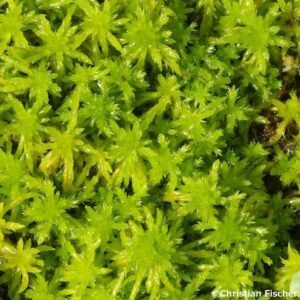 Sphagnum moss 