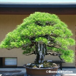 300-year-old red pine bonsai