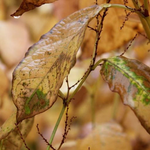 Common Baby Bonsai Problems Causes