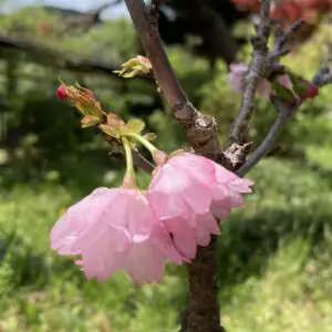 Flowers of asahiyama cherry bonsai