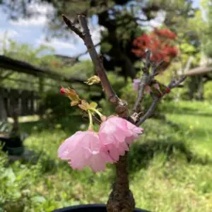 Cherry blossom bonsai in spring