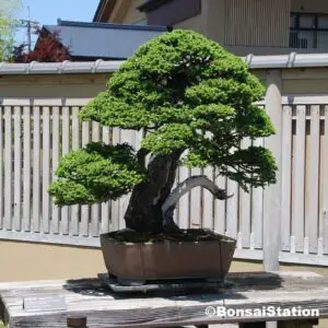 1000 year spruce bonsai