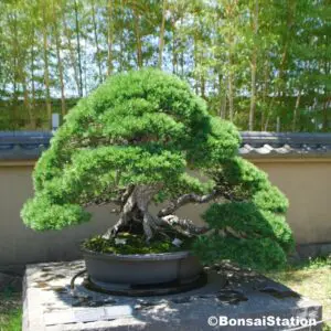 500-year old pine bonsai