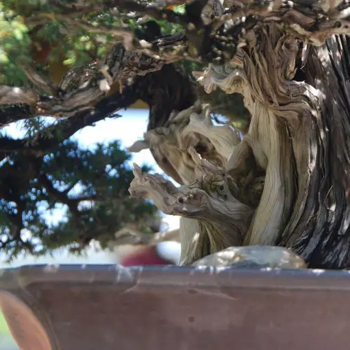How To Repot Juniper Bonsai A StepByStep Guide