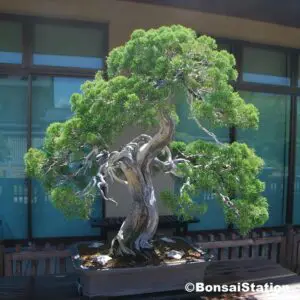 350-year-old Japanese juniper bonsai