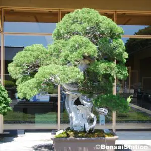 800-year old juniper bonsai