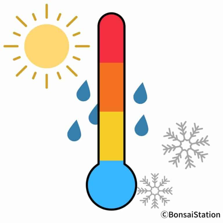 Hot or Cold Tips for Juniper Bonsai Temperature Care