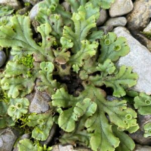 marchantia polymorpha