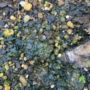 Bad algae