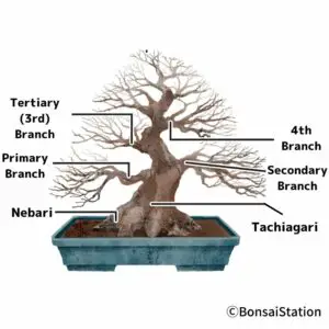 bonsai's primary, secondary and tertiary branch
