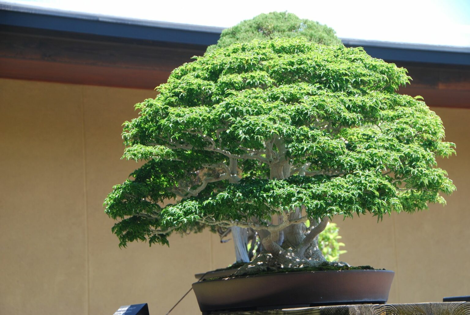 why-japanese-maple-leaves-turning-green