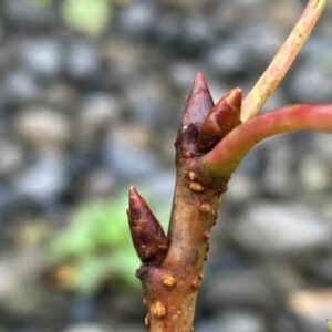 Cherry blossom buds (dormant)