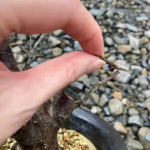 Bending test (flowering plum)