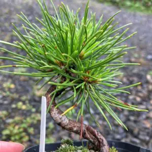 Black pine needles (alive)