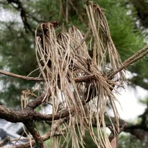 Black pine needles (dead)