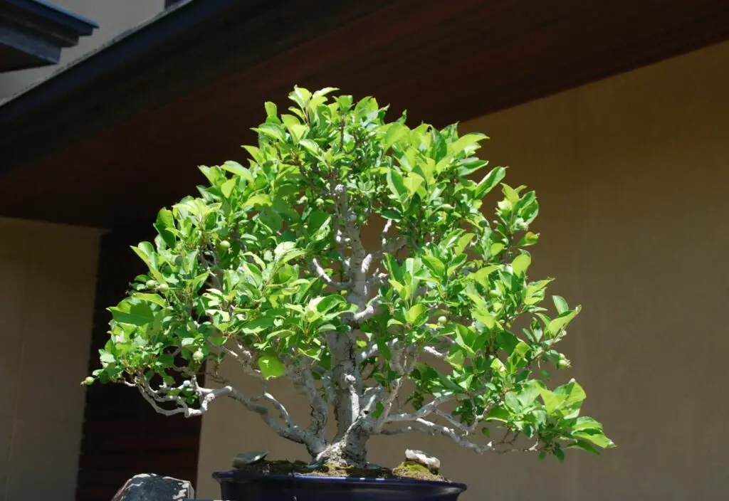 Bonsai Dead Or Dormant? How To Tell