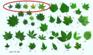 Leaf shape of Japanese maple species