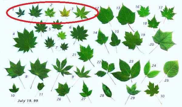 How Many Japanese Maples Are There?