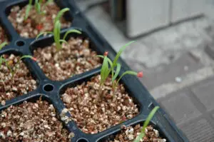 Seedlings planted in vermiculite