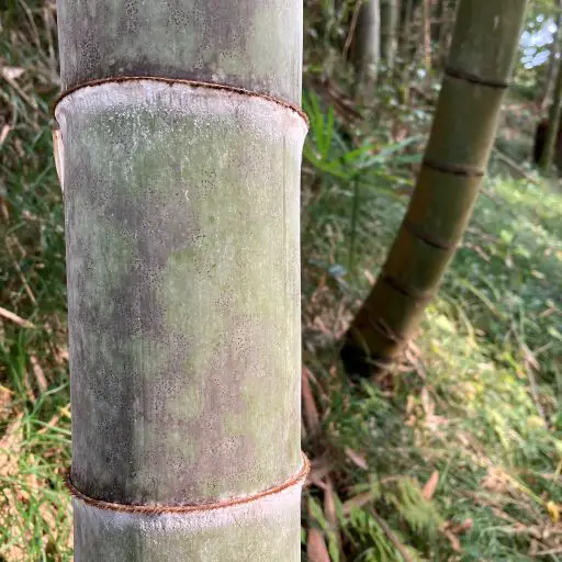 Can Bamboo Be A Bonsai?