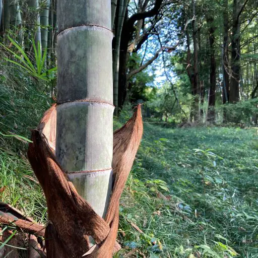 Can Bamboo Be A Bonsai?