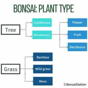 bonsai plant type