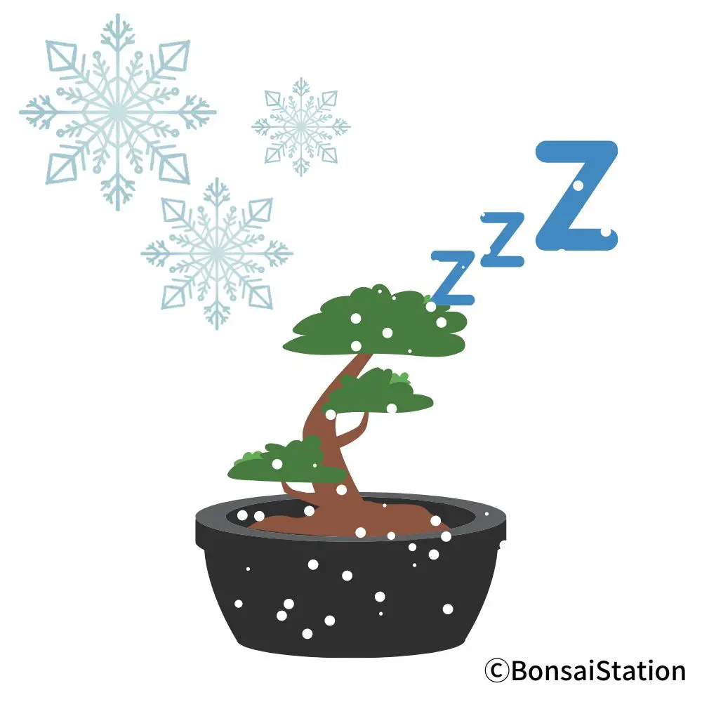 Bonsai Fertilizer The Ultimate Guide