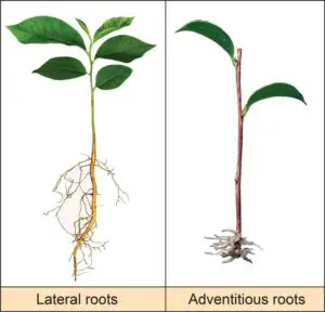 lateral and adventitious roots