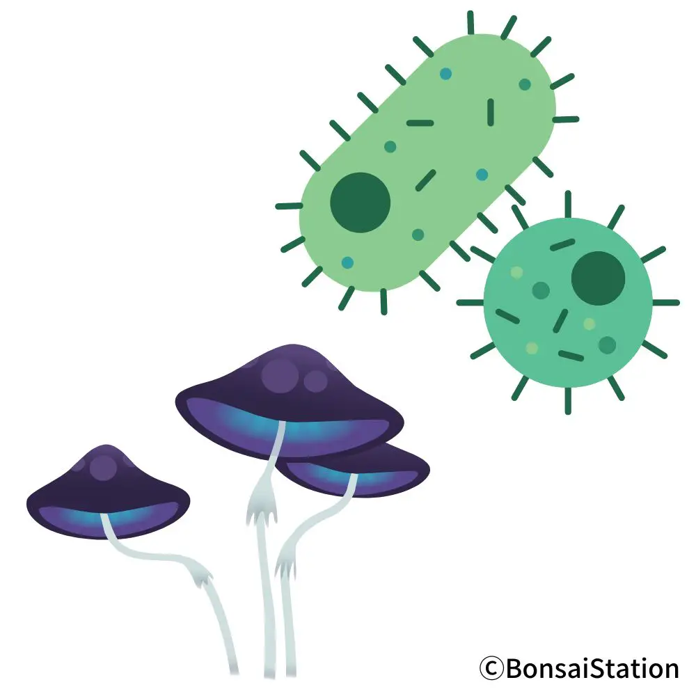 Bonsai Root Rot Causes and Treatment