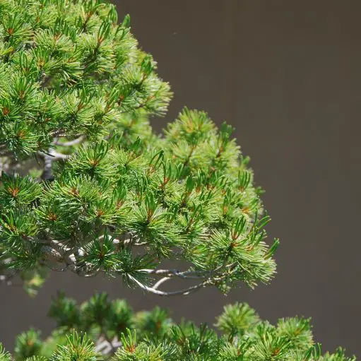 Bonsai Dead Or Dormant? How To Tell