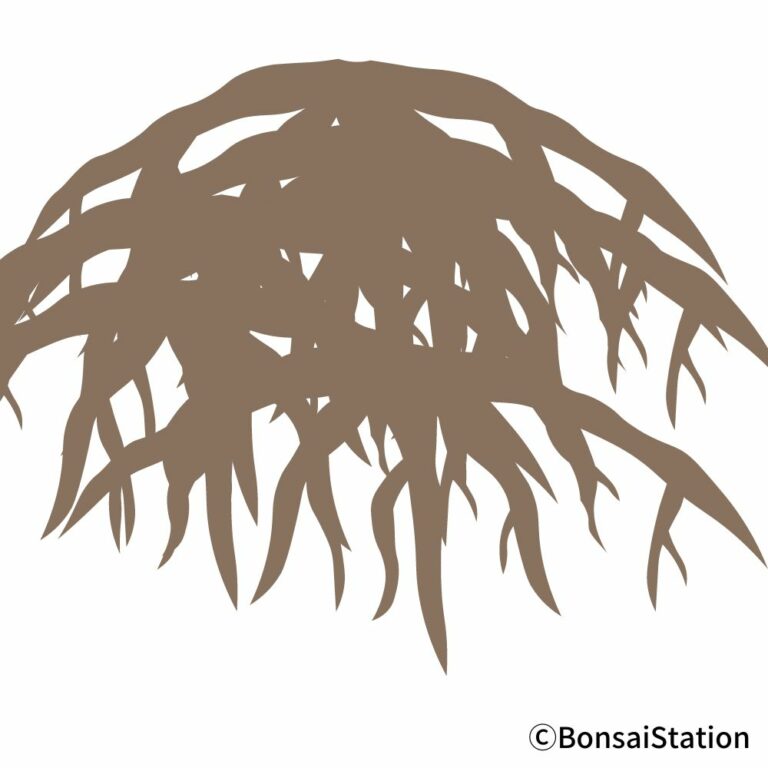 Bonsai Root Rot Causes and Treatment