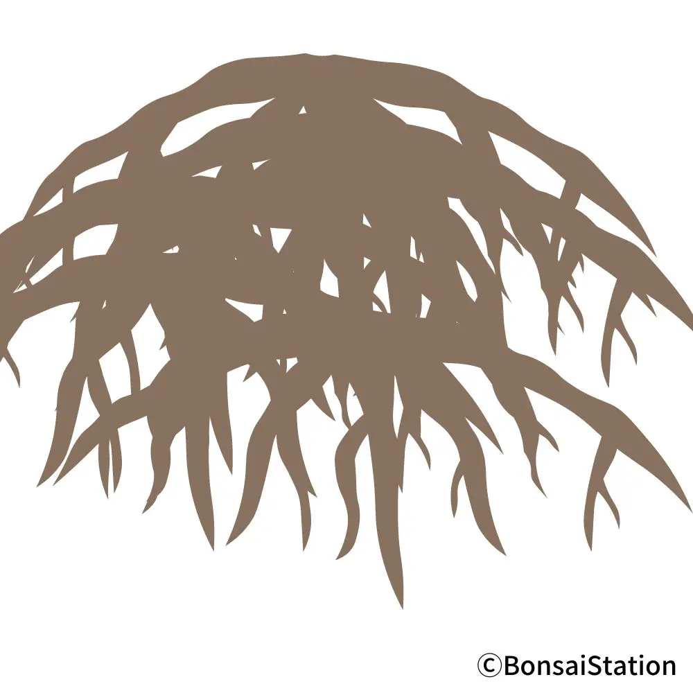 Bonsai Root Rot Causes and Treatment