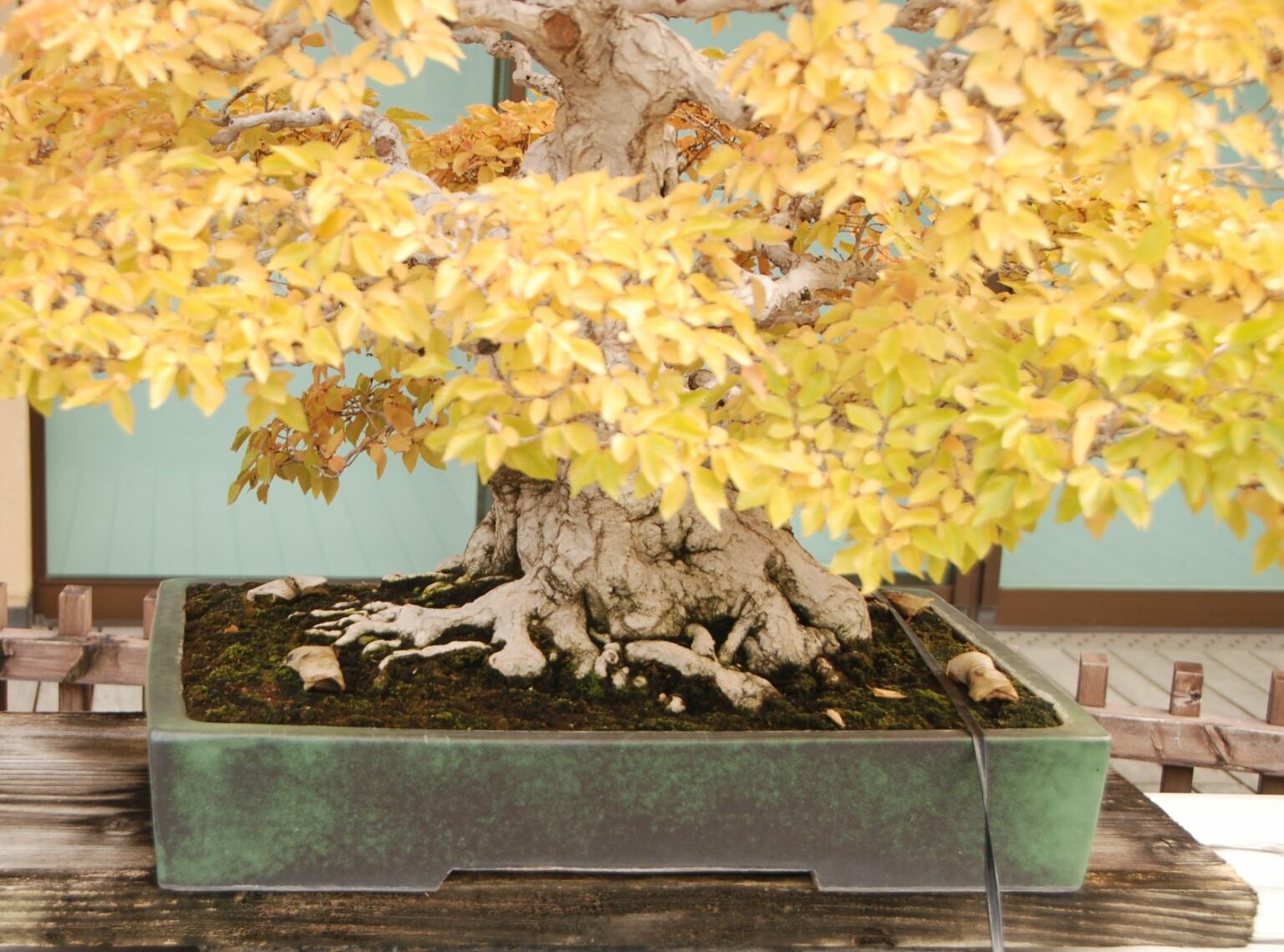 Do Bonsai Need Special Pots?