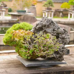 Japanese maple- bonsai on rock