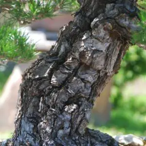 Japanese black pine bark