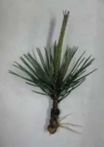 Cutting of Japanese black pine after 3 months